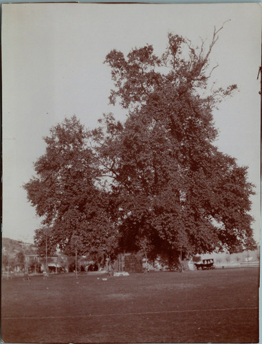 Türkei,Konstantinopel,Platane